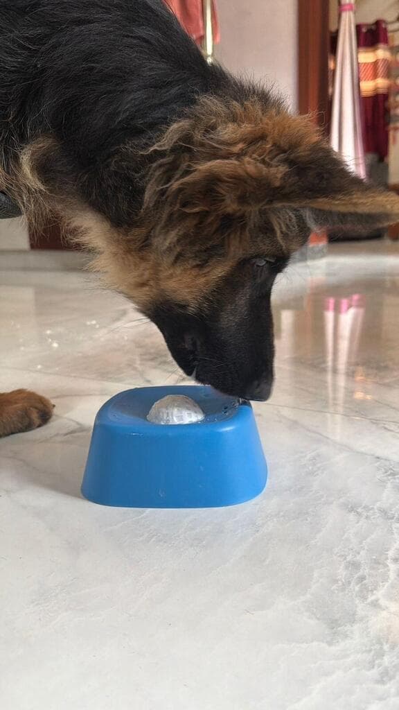 A customer's German Shepherd licking the Lick Bowl on a marble floor at home