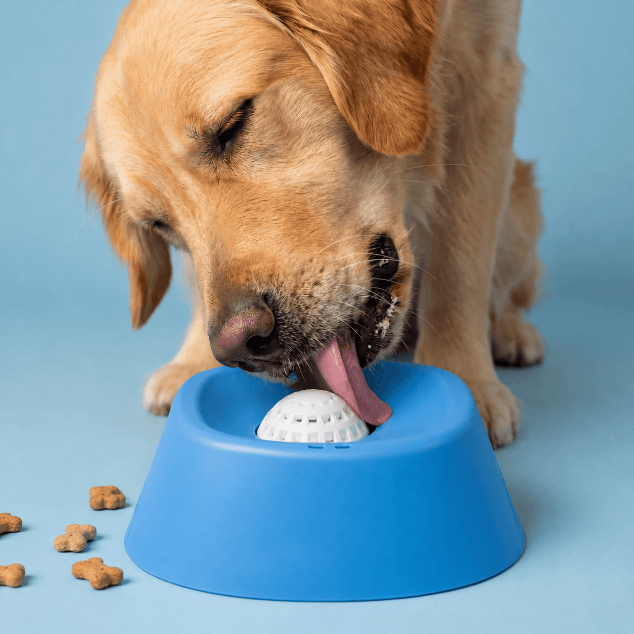 A golden retriever licking a meal off the spinning ball of the Lick Bowl