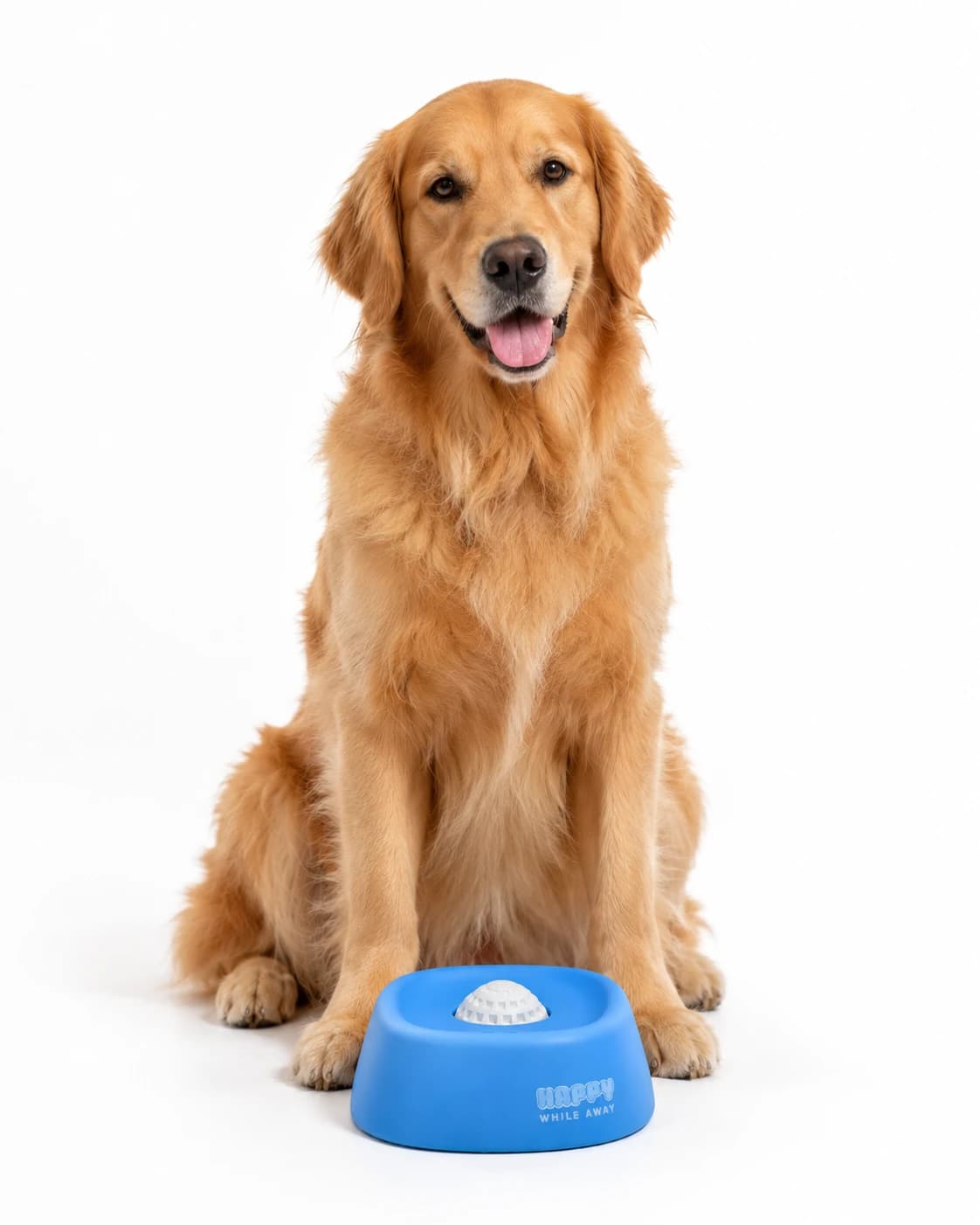 A golden retriever sitting beside the Lick Bowl