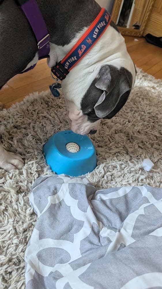 A customer's dog licking the Lick Bowl on a rug