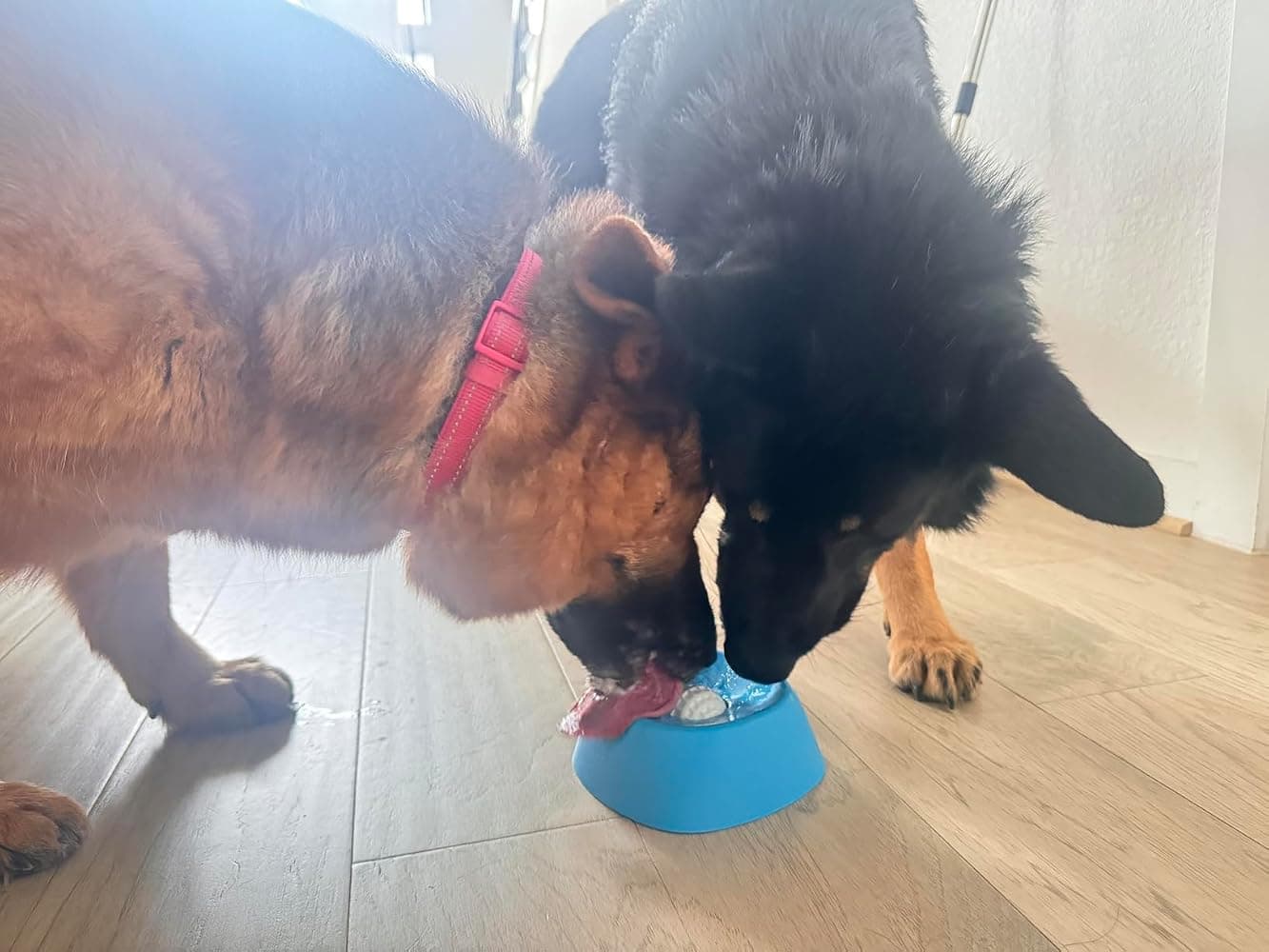 A customer's two dogs sharing the Lick Bowl